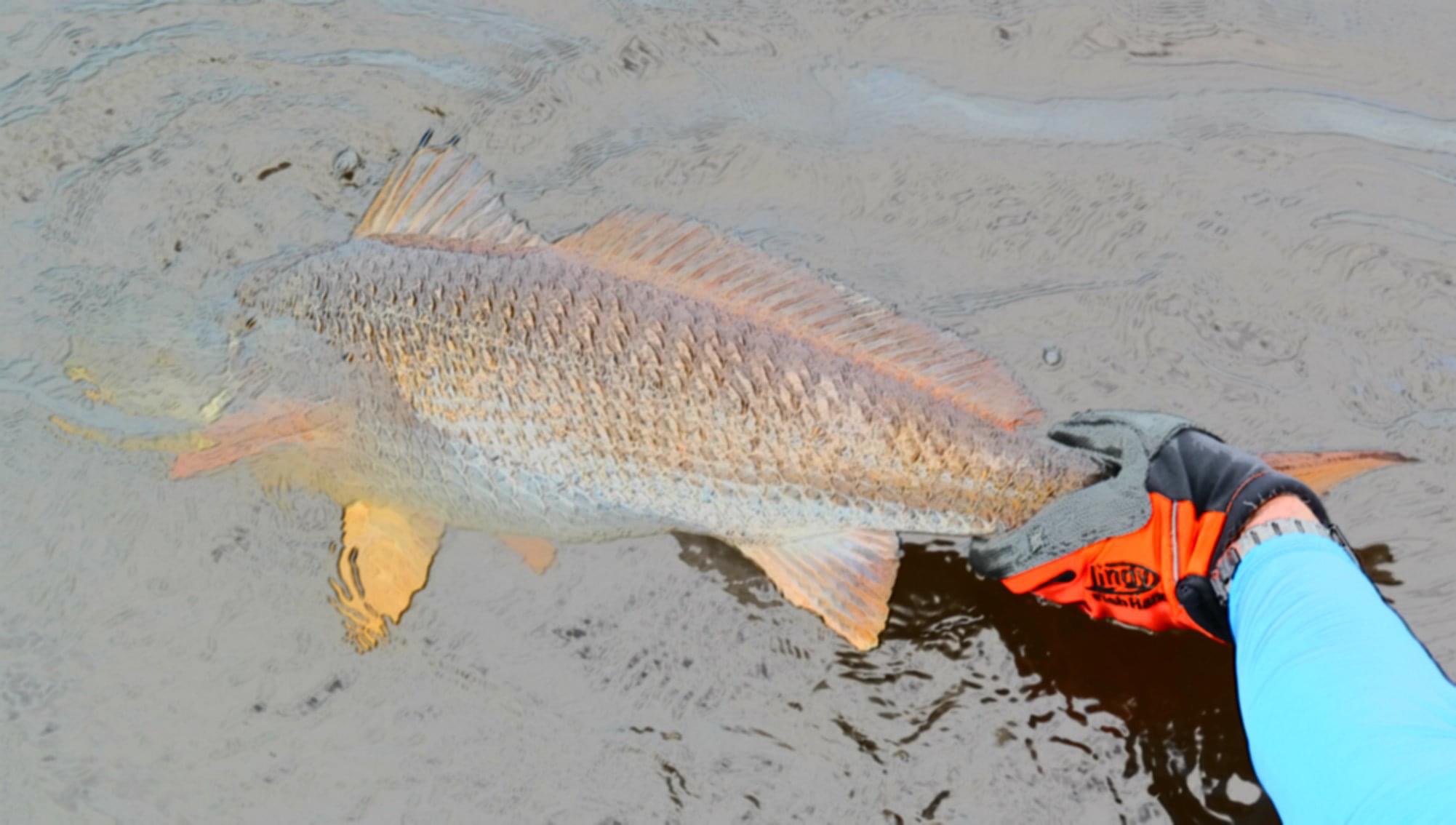 Striped Bass Fishing in Jacksonville, Florida