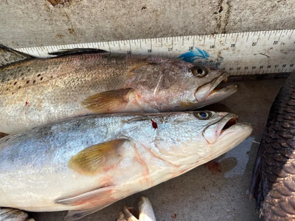 Fishing in New Orleans, Louisiana