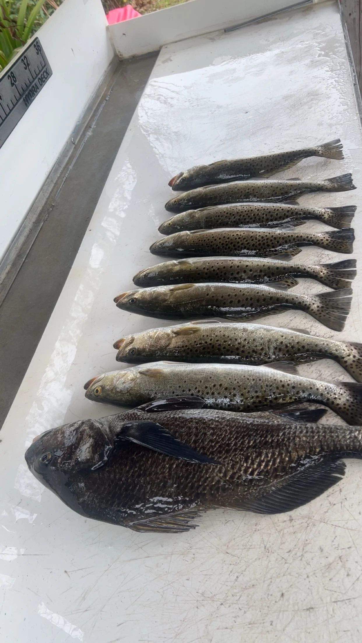 Fishing in Crystal River, Florida