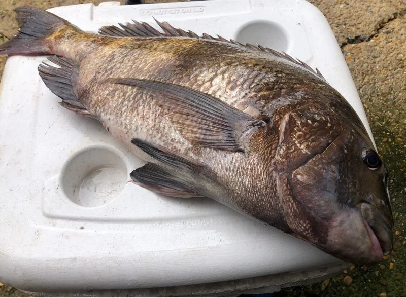 Black Drum, Sheepshead Fishing in