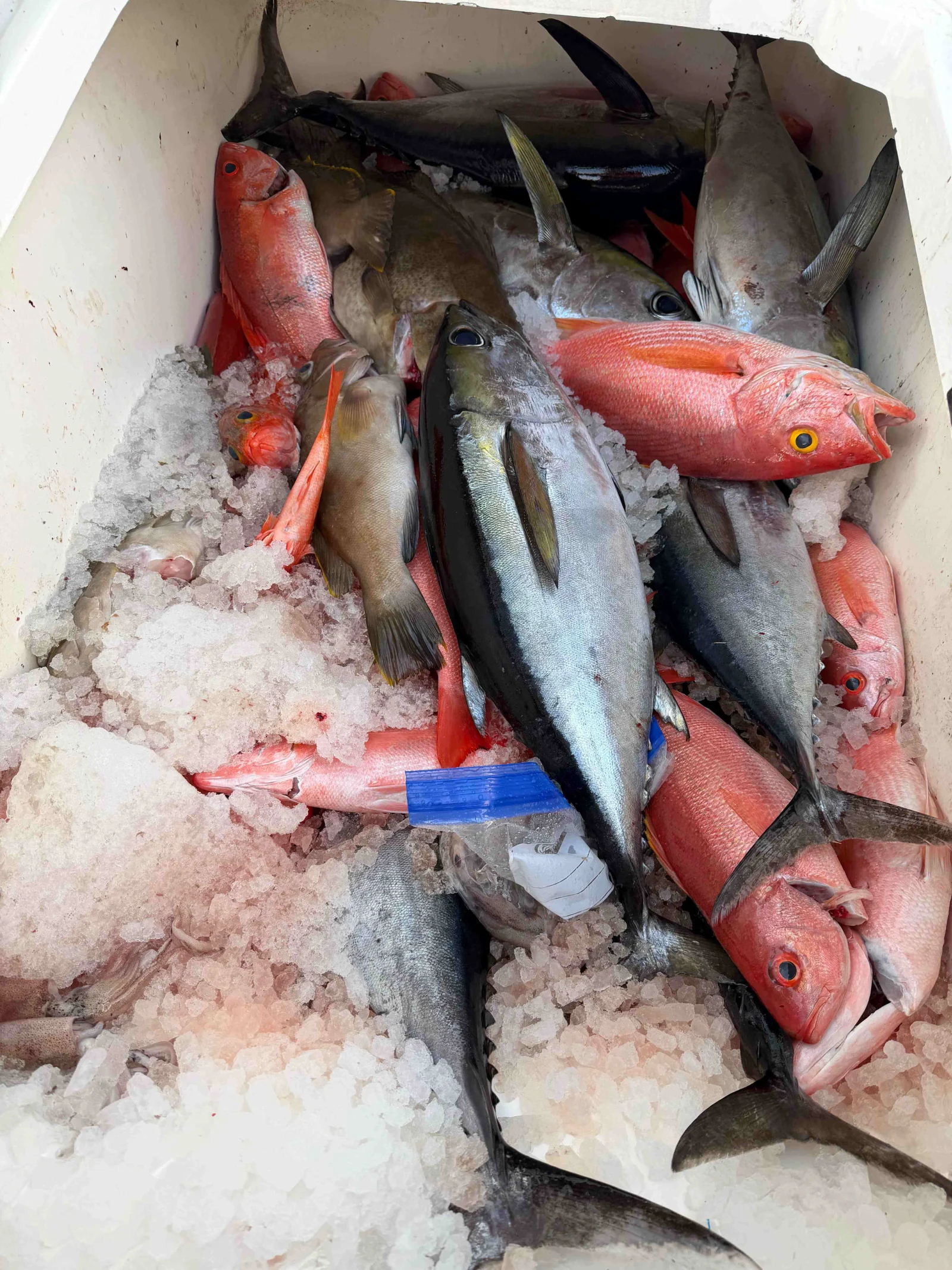 Fishing in Mount Pleasant, South Carolina