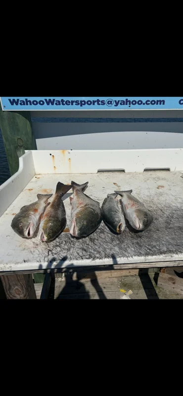 Fishing in Orange Beach, Alabama