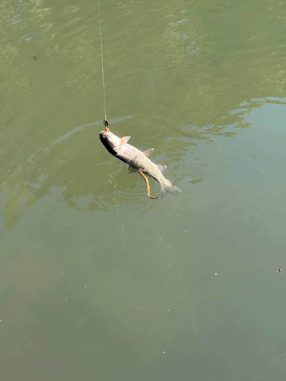 Fishing in Heber Springs, Arkansas