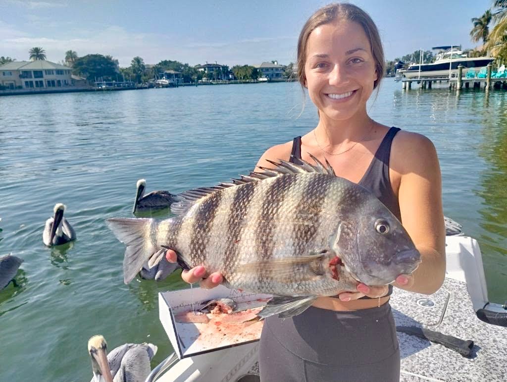 Triggerfish Fishing in Sarasota, Florida