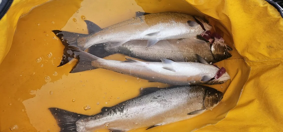 Fishing in Montesano, Washington