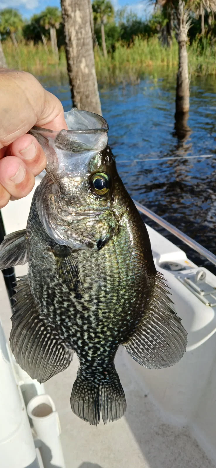 Fishing in Micco, Florida
