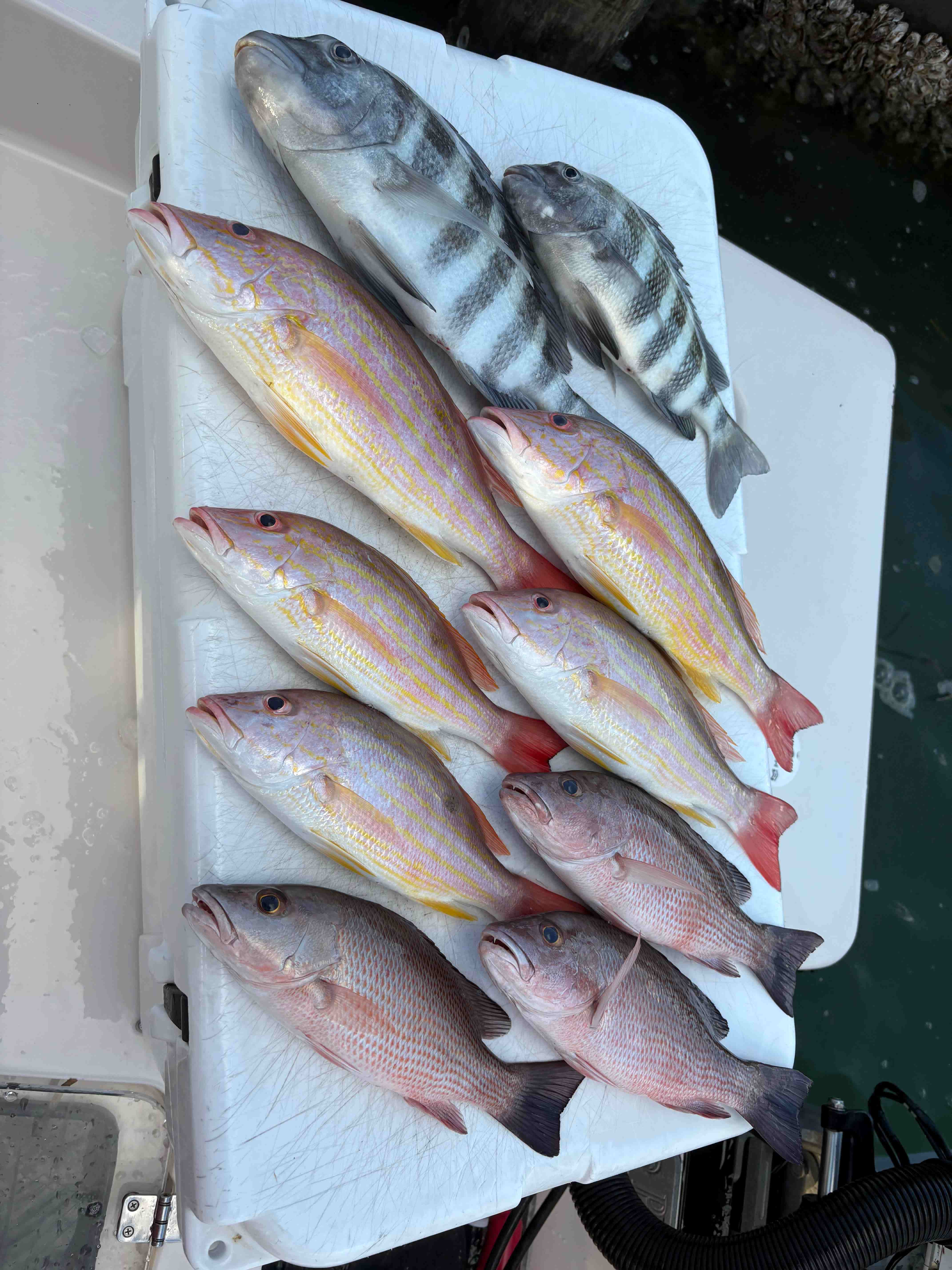 Fishing in Sarasota, Florida