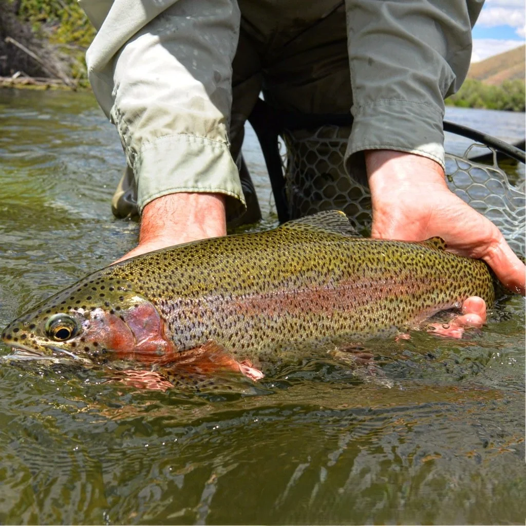 Fishing in Sheridan, Montana
