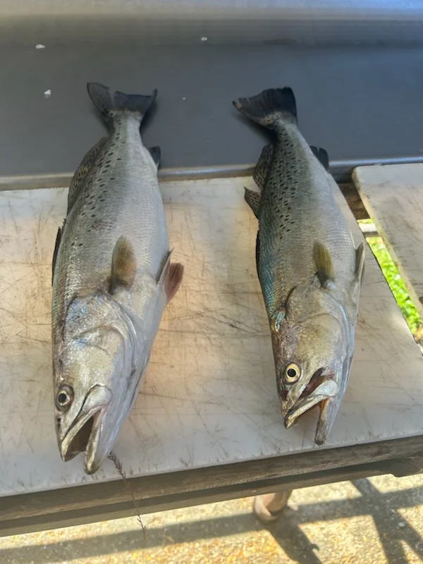 Speckled Trout Fishing in