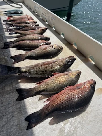 Fishing in Jupiter, Florida