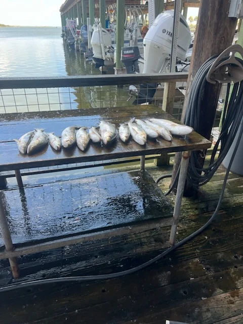 Speckled Trout / Spotted Seatrout fishing in Galveston, Texas