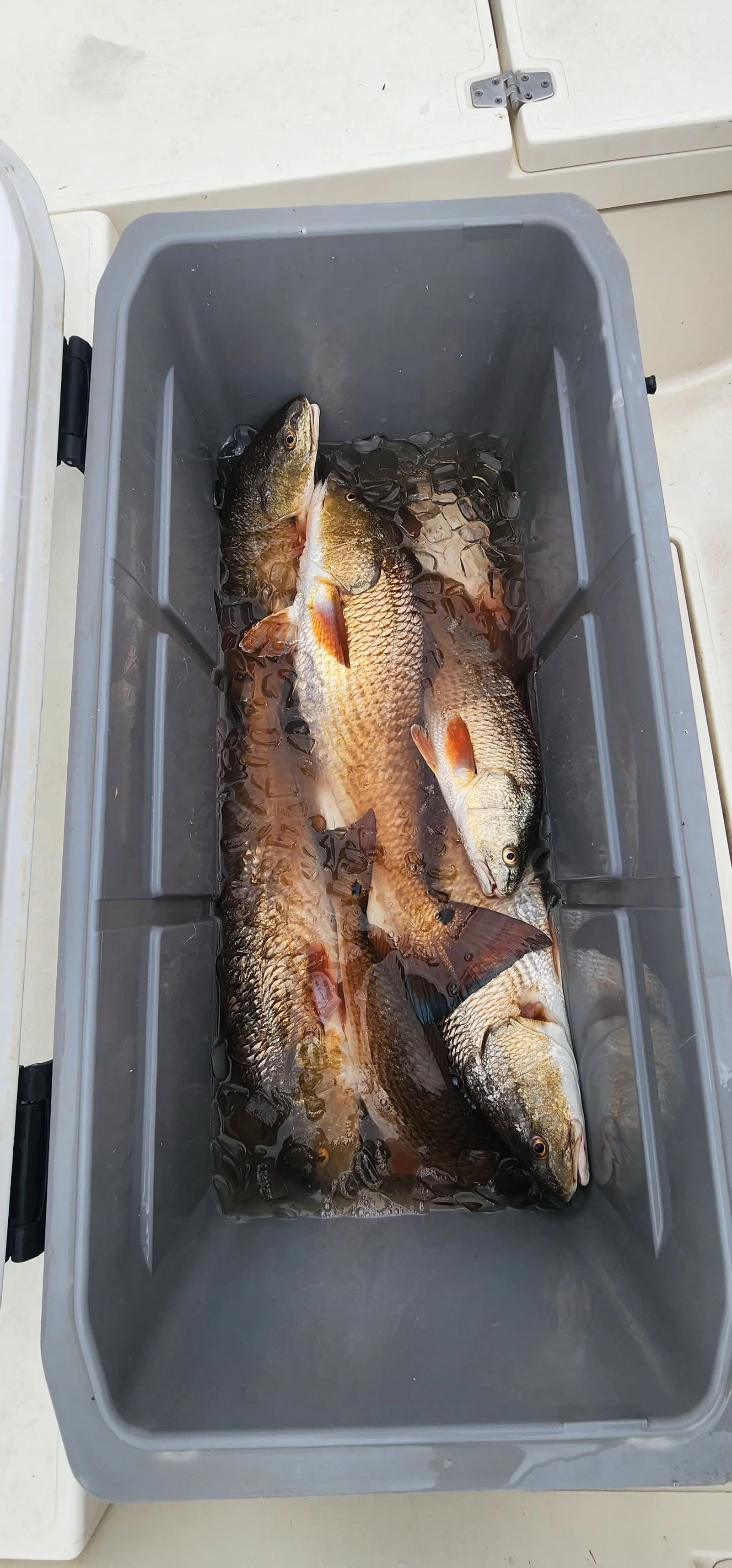 Fishing in Saint Bernard, Louisiana