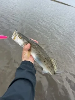 Black Drum Fishing in Galveston, Texas