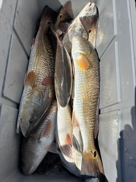 Fishing in Ingleside, Texas