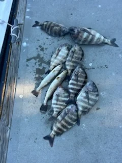 Fishing in Punta Gorda, Florida