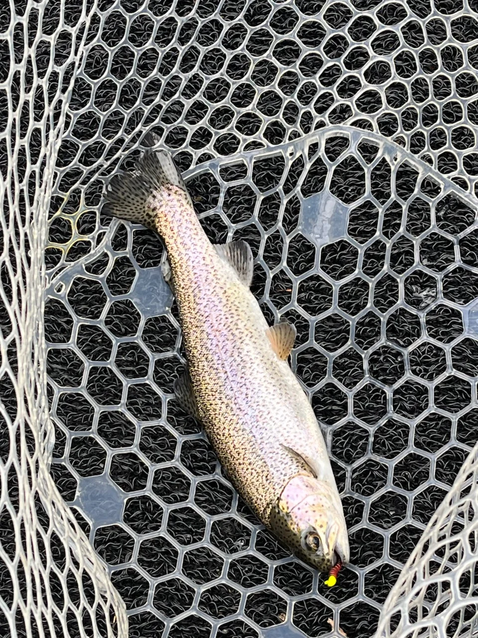 Fishing in Heber Springs, Arkansas