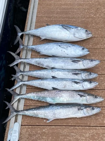 Sailfish Fishing in Pompano Beach, Florida