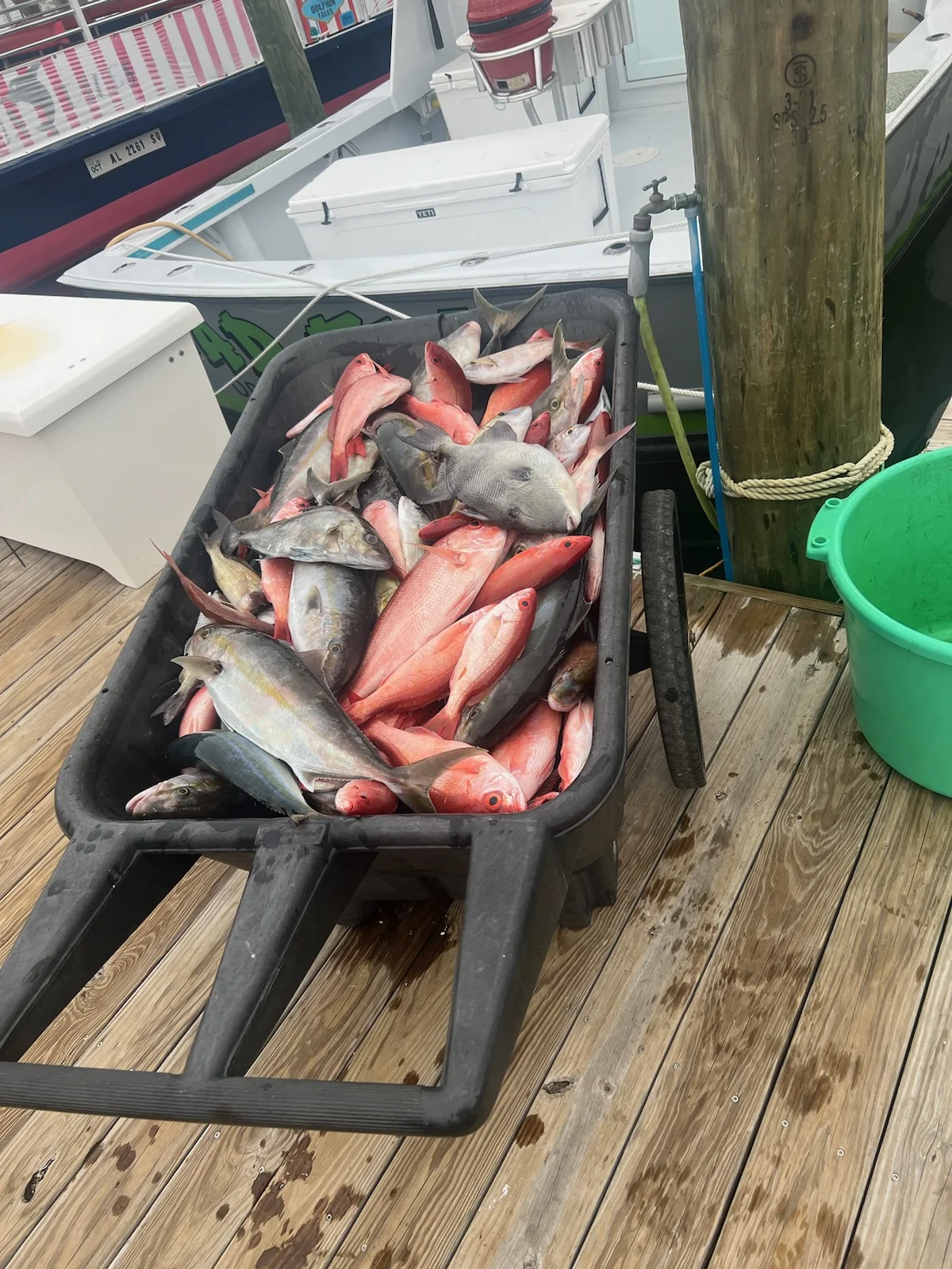 Fishing in Orange Beach, Alabama