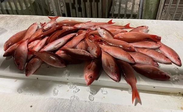 Scup / Porgy, Vermillion Snapper Fishing in Orange Beach, Alabama