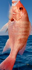 Fishing in Panama City, Florida