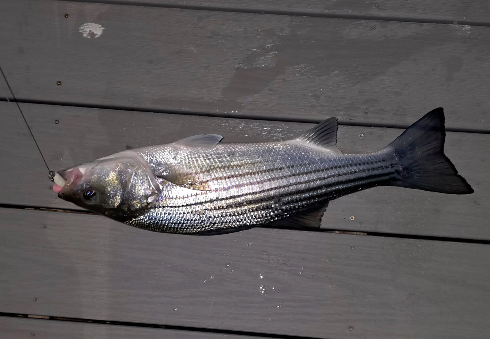 Fishing in Stone Harbor, New Jersey