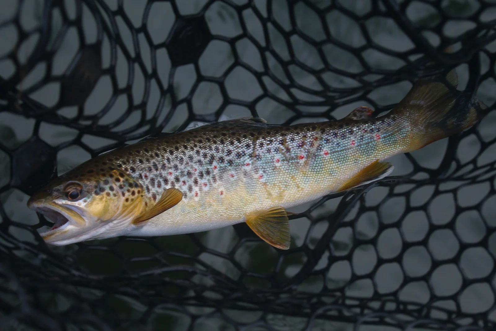 Brown Trout fishing in Johnson City, Tennessee