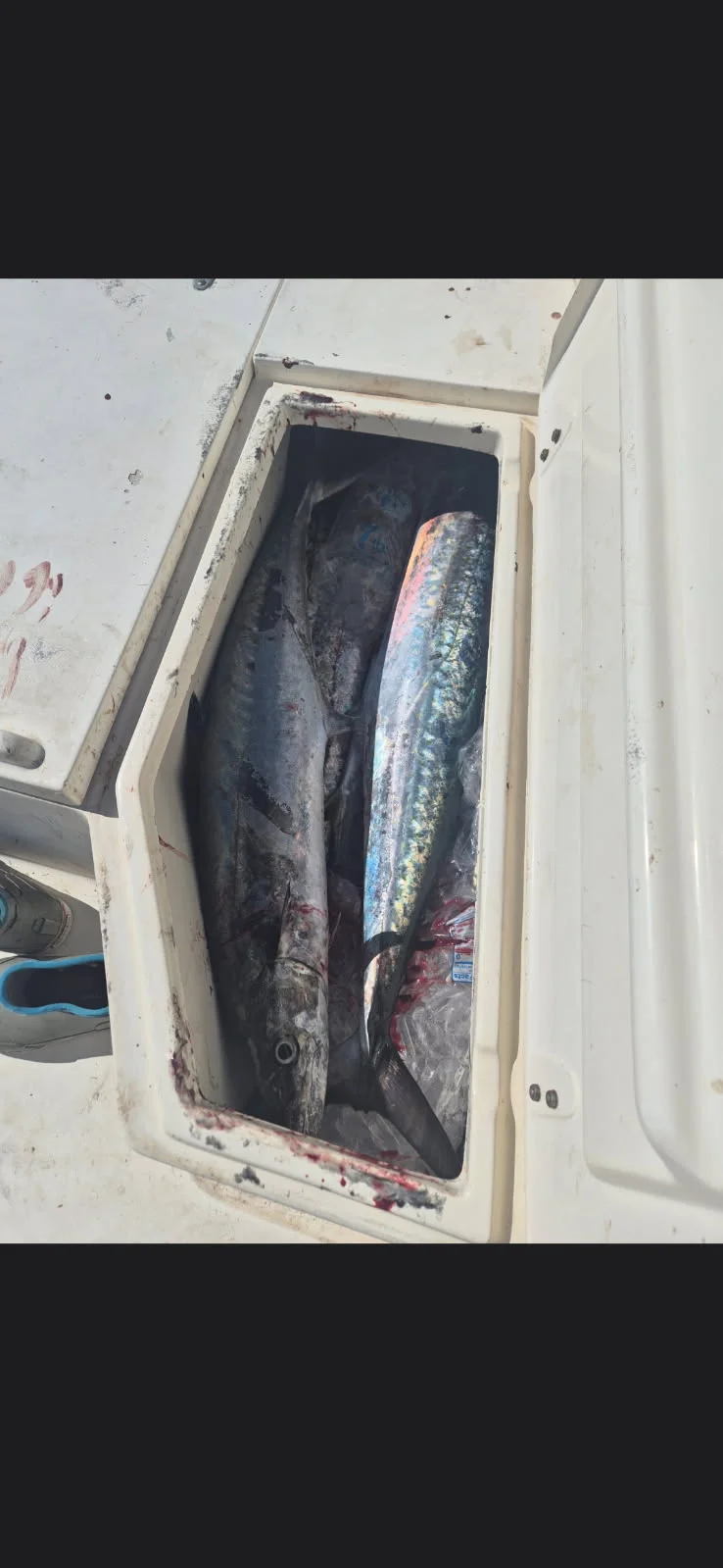 Fishing in Morehead City, North Carolina