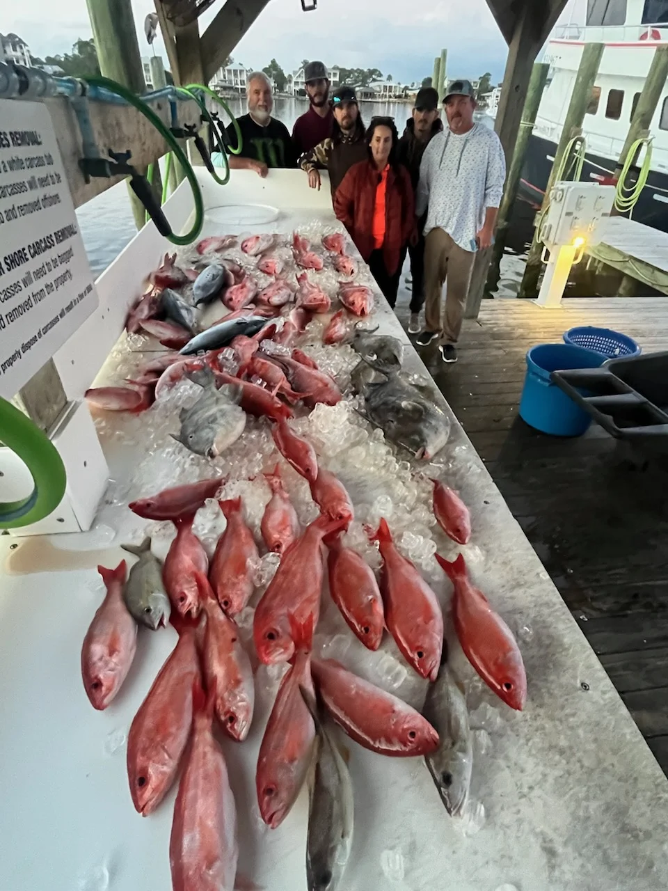 Triggerfish, Vermillion Snapper Fishing in Orange Beach, Alabama