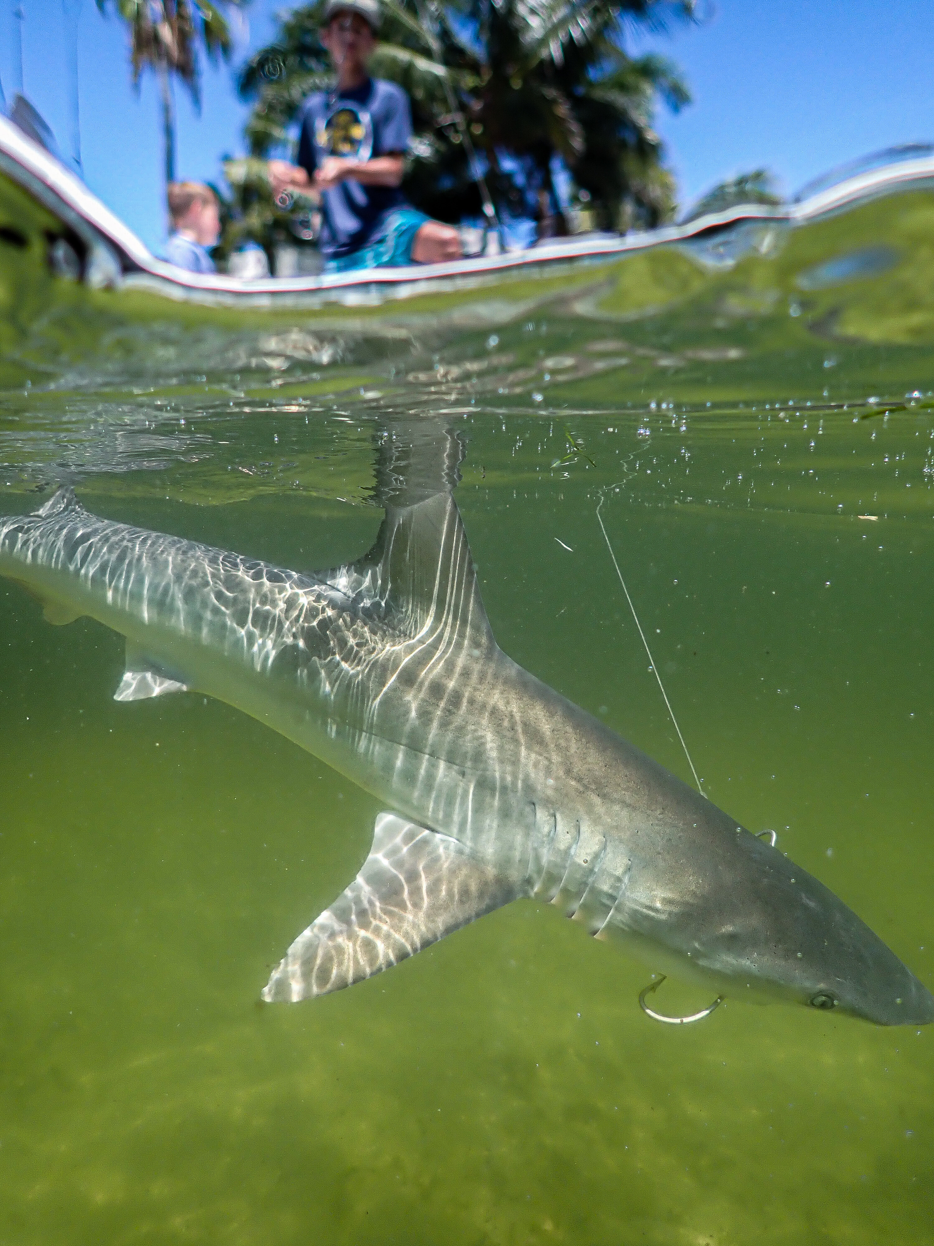 Tarpon fishing in