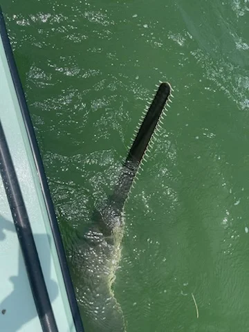 Snook Fishing in Islamorada, Florida