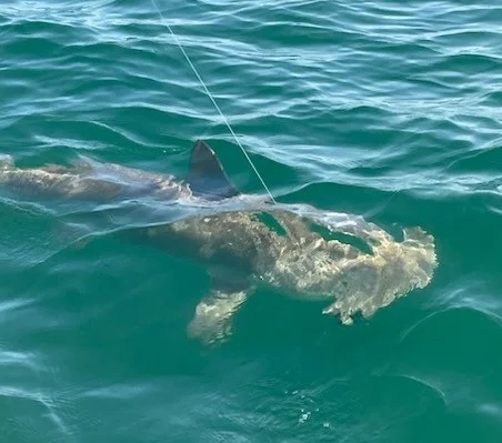 Speckled Trout Fishing in Tampa, Florida