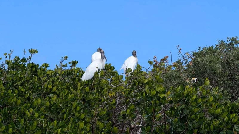 Fishing in Stuart, Florida