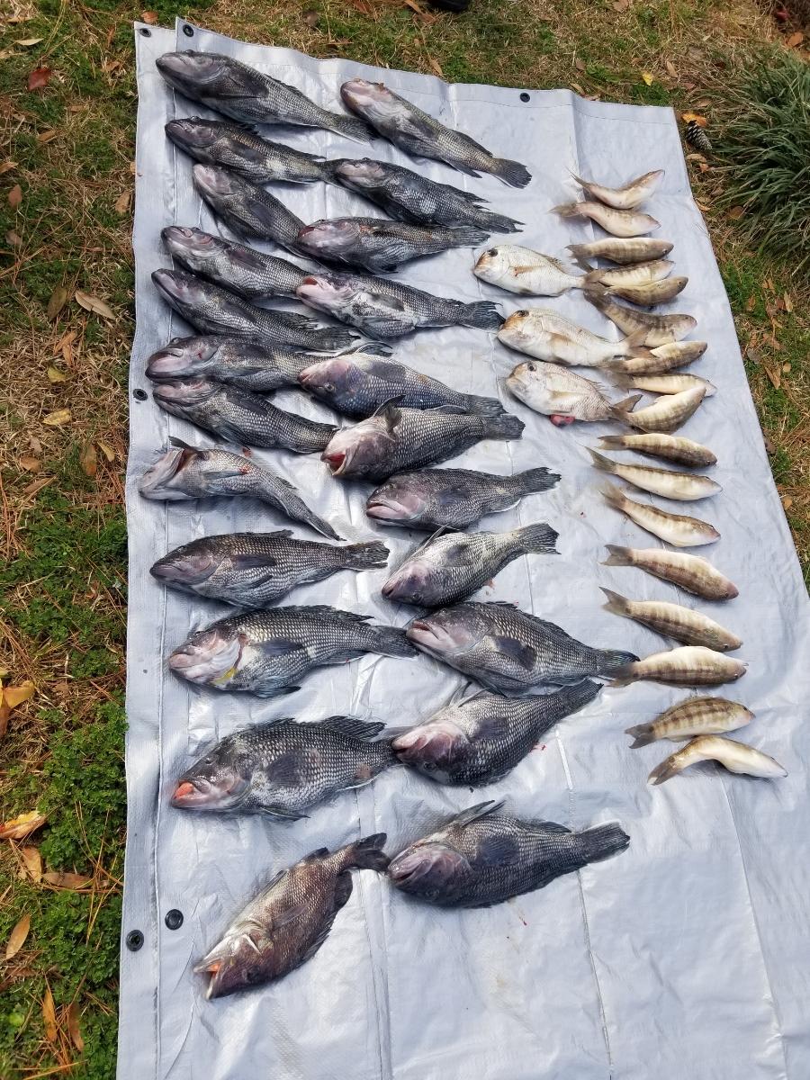 Black Seabass, Perch Fishing in Wrightsville Beach, North Carolina