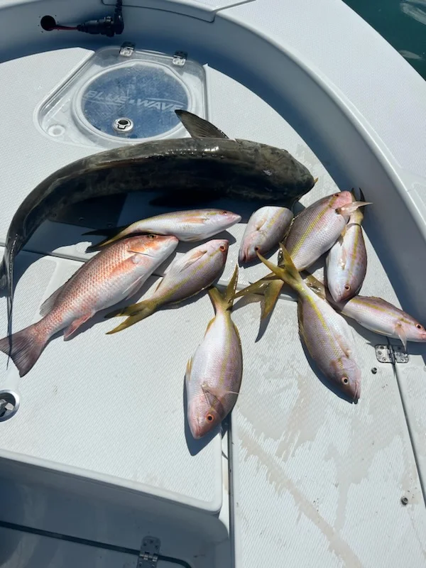 Mahi Mahi, Mangrove Snapper Fishing in Key West, Florida