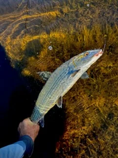 Fishing in Palmetto Bay, Florida