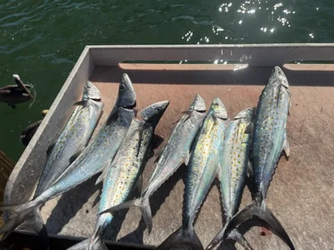 Fishing in Largo, Florida