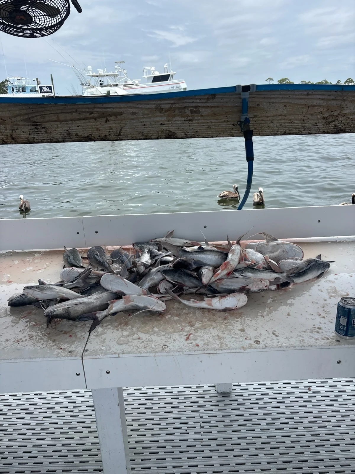 Fishing in Orange Beach, Alabama