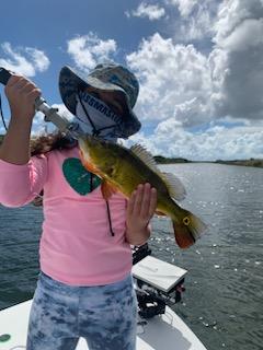 Peacock Bass Fishing in Palmetto Bay, Florida