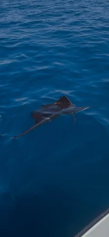 Fishing in Jensen Beach, Florida