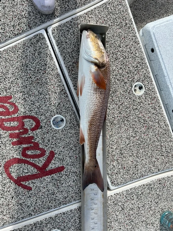 Redfish fishing in Holmes Beach, Florida