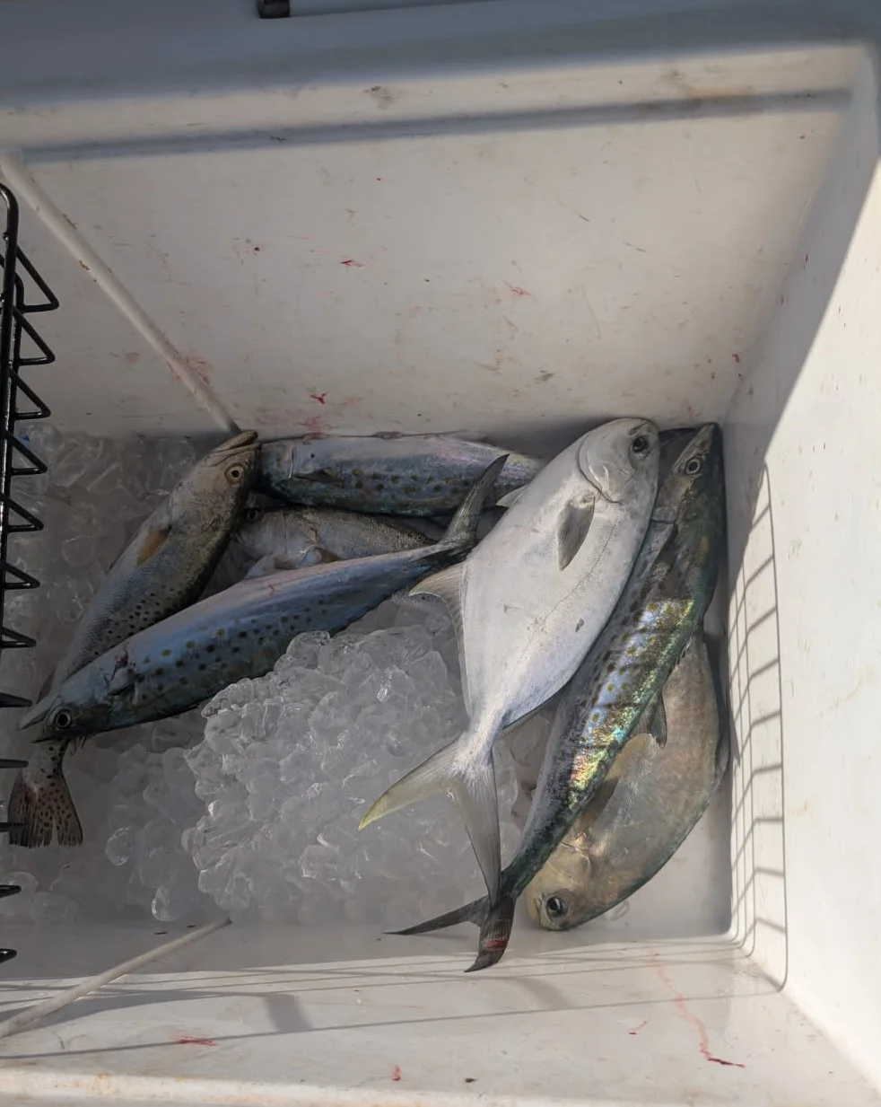 Fishing in Seminole, Florida