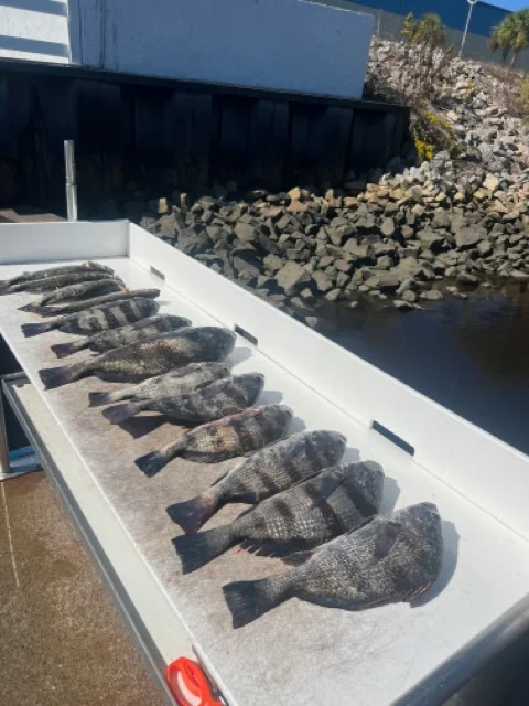 Black Drum, Flounder, Speckled Trout / Spotted Seatrout Fishing in Little River, South Carolina
