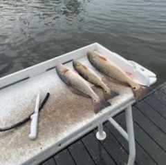 Triggerfish Fishing in Santa Rosa Beach, Florida