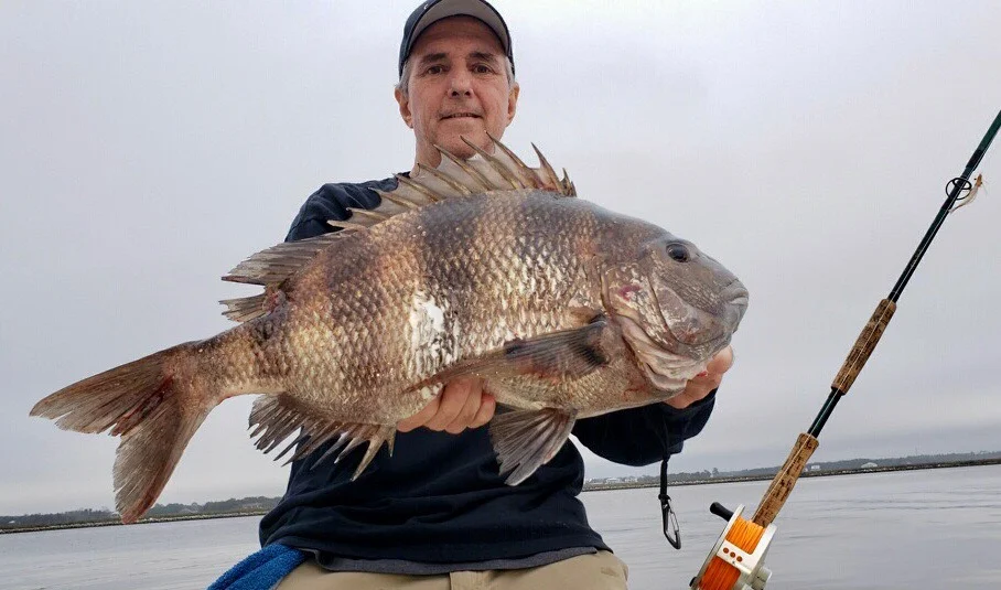 Black Drum, Sheepshead Fishing in
