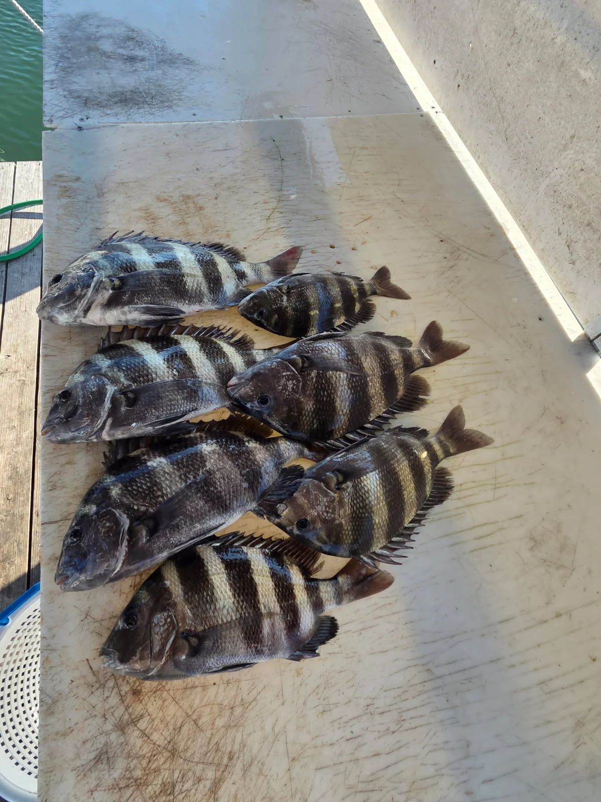Fishing in Orange Beach, Alabama