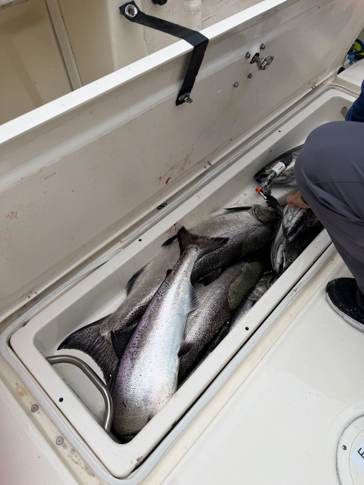 Fishing in Wyandotte, Michigan