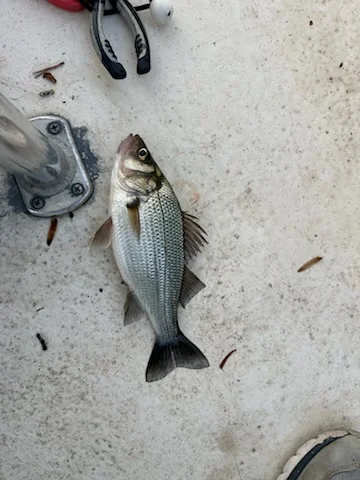 Fishing in Denver, North Carolina
