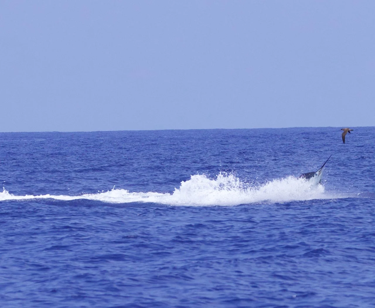 Fishing in Kaiminani, Hawaii