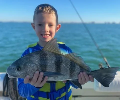 Sheepshead Fishing in Sarasota, Florida