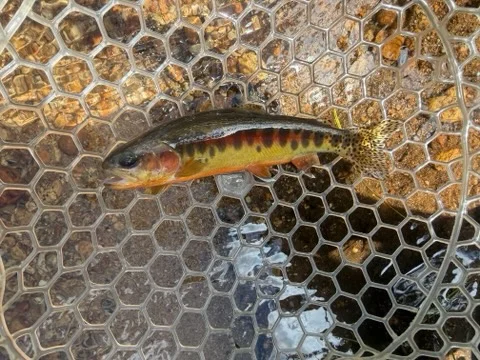 Fishing in Bishop, California